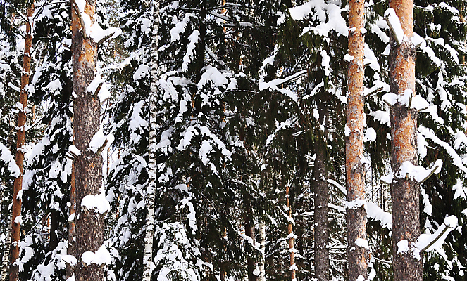 포토 JPG 해외이미지 나무 계절 줄기 크리스마스 겨울 자연 날씨 휴식 왕관 풍경 사람없음 야외 목재 빛 냉동 얼음 추위 흰색 나뭇가지 시골 신선 소나무 숲 순수 즐거움 서리 러시아 전나무 자작나무 해외202004 해외포토 자연요소 식물 기념일 감정 유럽 컬러 컨셉 재료 생태계 파일형식 이미지허브