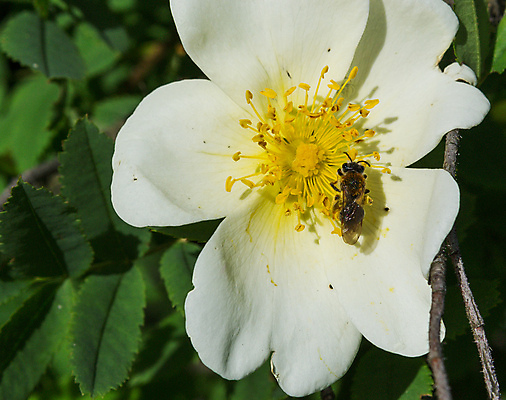 포토 JPG 해외이미지 꽃 백그라운드 꽃무늬 밭 자연 휴가 휴식 산 주택 풍경 사람없음 여름 노란색 여행객 봄 산책 시골 개화 오스트리아 스위스 상업 알프스 외양간 해외202004 해외포토 식물 계절 유럽 컬러 컨셉 무늬 농업 사람 건물 생태계 파일형식 이미지허브