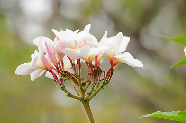 포토 JPG 해외이미지 식물 꽃잎 꽃 분홍색 잎 꽃무늬 자연 사람없음 초록색 여름 컬러풀 봄 벚꽃 흰색 내추럴 해외202004 해외포토 계절 컬러 무늬 생태계 파일형식 이미지허브
