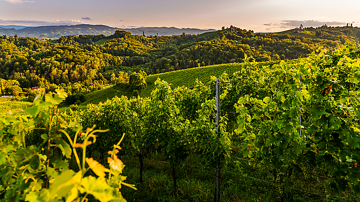 포토 JPG 해외이미지 계절 유럽 여행 백그라운드 밭 농업 채소 과일 자연 산 파노라마 풍경 사람없음 여름 농작물 농경지 평화 환경 와인 시골 오스트리아 언덕 유기농 포도밭 남쪽 내추럴 밭일 양조장 줄서기 토스카나 세련 해외202004 해외포토 웰빙 나라 산업 컨셉 모션 주류 촬영기법 농장 이탈리아 방향 생태계 파일형식 이미지허브