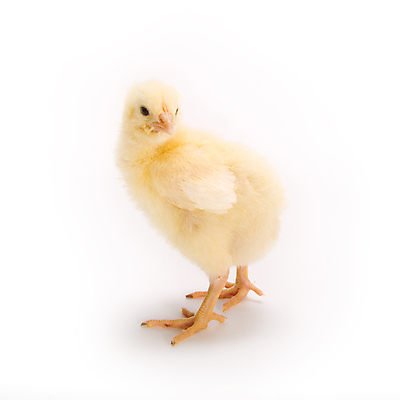 포토 JPG 해외이미지 동물 농업 날개 발 조류 부활절 병아리 사람없음 노란색 흰색 아기 신생아 깃털 솜털 해외202004 해외포토 기념일 산업 컬러 사람 신체부위 파일형식 이미지허브