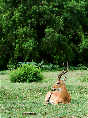 포토 JPG 해외이미지 나무 동물 응시 여유 야생동물 포유류 아프리카 자연 초식동물 풍경 사람없음 세로 초록색 머리 환경 보호 사파리 영양 남쪽 가젤 해외202004 해외포토 식물 시선 감정 나라 컬러 컨셉 신체부위 방향 생태계 파일형식 이미지허브