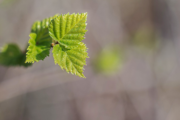 포토 JPG 해외이미지 식물 계절 잎 자연 새로움 사람없음 야외 초록색 봄 성장 벚꽃 나뭇가지 신선 작음 분무기 내추럴 해외202004 해외포토 나무 꽃 컬러 컨셉 크기 생태계 파일형식 이미지허브
