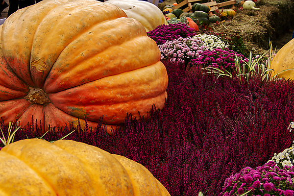 포토 JPG 해외이미지 식물 아이콘 전통 디자인 계절 얼굴 음식 백그라운드 컨셉 농업 채소 오렌지 부분 자연 호박 휴가 프레임 건강 미술 사람없음 목재 장식 세트 농장 노란색 할로윈 수확 가을 시골 축하 대접 신선 신용카드 무서움 심볼 오브젝트 유기농 박 추수감사절 잭 10월 내추럴 숙성 채식주의자 해외202004 해외포토 나무 웰빙 감정 산업 기독교 컬러 과일 재료 문화예술 신체부위 금융 날짜 생태계 채식 파일형식 이미지허브