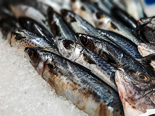 포토 JPG 해외이미지 음식 바다 백그라운드 낚시 건강 어류 요리 사람없음 빨간색 판매 세일 얼음 추위 흰색 신선 잡기 시장 맛 해산물 날것 해외202004 해외포토 자연요소 컬러 컨셉 모션 레저 수중동물 파일형식 이미지허브