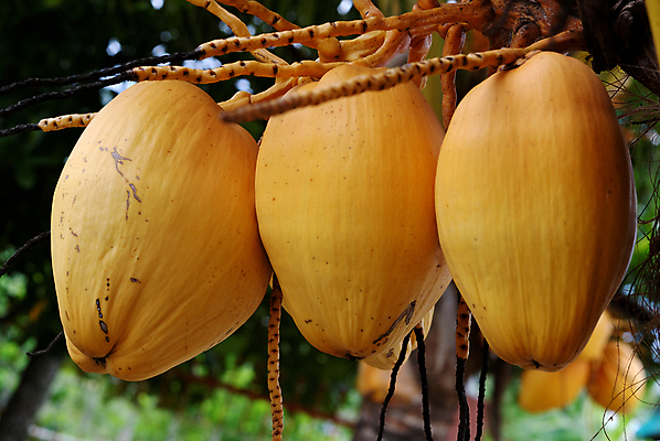 포토 JPG 해외이미지 나무 아시아 과일 사람없음 노란색 신선 맛 다발 유기농 숙성 해외202004 해외포토 식물 웰빙 나라 컬러 컨셉 파일형식 이미지허브