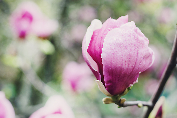 포토 JPG 해외이미지 나무 식물 계절 공원 꽃 분홍색 백그라운드 자연 하늘 부활절 프레임 사람없음 새싹 환경 정원 침묵 고요 봄 활발 성장 벚꽃 흰색 나뭇가지 신선 개화 닫기 목련 내추럴 강렬 해외202004 해외포토 공공시설 기념일 컬러 컨셉 모션 소리 생태계 파일형식 이미지허브