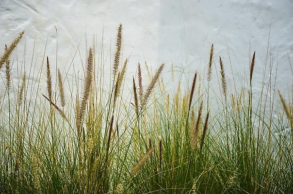 포토 JPG 해외이미지 백그라운드 잎 패턴 밭 일러스트 자연 프레임 잔디 사람없음 가로 초록색 여름 환경 봄 활발 흰색 신선 질감 내추럴 고립 해외202004 해외포토 식물 계절 컬러 컨셉 무늬 농업 생태계 파일형식 이미지허브