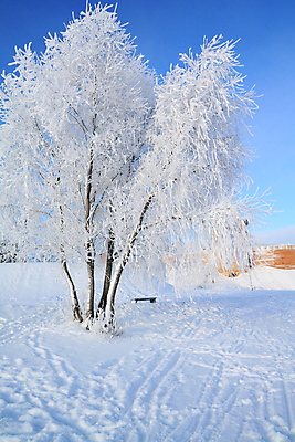 포토 JPG 해외이미지 주간 나무 겨울 자연 하늘 사람없음 야외 눈 겨울풍경 해외202004 눈덮임 해외포토 자연요소 식물 계절 컨셉 날씨 풍경 생태계 파일형식 이미지허브
