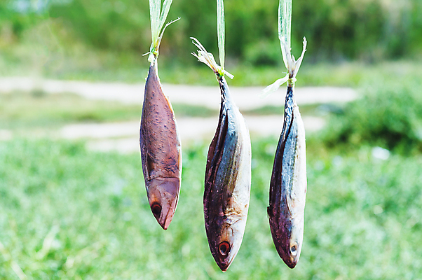 포토 JPG 해외이미지 전통 선 음식 바다 백그라운드 자연 건조 매달리기 어류 사람없음 태양 시장 보호 작음 해산물 날것 절임 많음 해외202004 해외포토 자연요소 컨셉 모션 수중동물 크기 생태계 파일형식 이미지허브