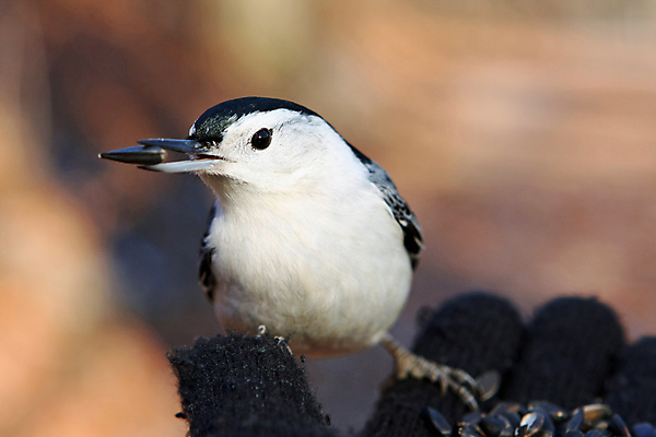포토 JPG 해외이미지 나무 동물 공원 야생동물 캐나다 날개 자연 조류 씨앗 앉기 사람없음 야외 옆모습 검은색 회색 흰색 나뭇가지 관찰 닫기 잡지 숲 작음 깃털 묘사 부리 나무껍질 동물상 앨버타 해외202004 해외포토 식물 공공시설 뷰포인트 컬러 북아메리카 모션 간행물 조형물 껍질 크기 생태계 파일형식 이미지허브