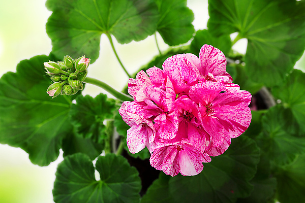 포토 JPG 해외이미지 식물 꽃잎 꽃 분홍색 백그라운드 잎 사람없음 장식 초록색 정원 보라색 정상 원예 해외202004 해외포토 컬러 취미 파일형식 이미지허브