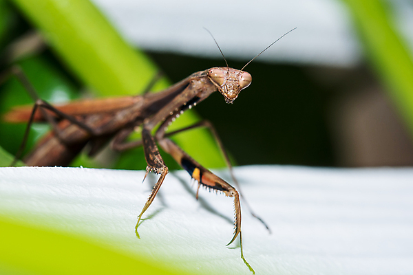 포토 JPG 해외이미지 동물 응시 종교 얼굴 야생동물 곤충 백그라운드 잎 절지류 자연 생물 안테나 사람없음 야외 초록색 머리 검은색 흰색 기도 입 닫기 벌레 무서움 묘사 사냥 육식동물 사냥꾼 팔 고립 집게발 오싹 해외202004 해외포토 식물 직업 시선 감정 컬러 통신 모션 신체부위 생태계 파일형식 이미지허브