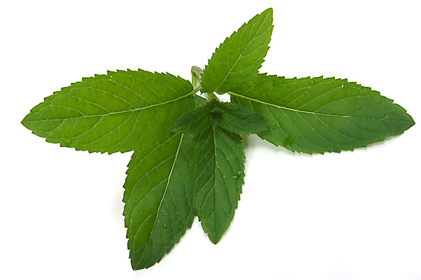 포토 JPG 해외이미지 식물 음식 잎 채소 재료 자연 건강 요리 사람없음 치료 초록색 약 봄 맛 민트 허브 유기농 향기 아로마 아로마테라피 내추럴 식용 치료제 해외202004 해외포토 웰빙 계절 컬러 컨셉 의학 생태계 냄새 테라피 파일형식 이미지허브