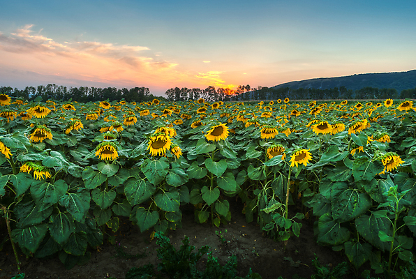 포토 JPG 해외이미지 나무 식물 계절 꽃 백그라운드 잎 밭 농업 자연 하늘 해바라기 풍경 사람없음 야외 초록색 여름 햇빛 농장 갈색 노란색 일출 정원 일몰 활발 시골 그룹 묘사 언덕 내추럴 많음 해외202004 해외포토 산업 컬러 컨셉 태양 노을 생태계 파일형식 이미지허브