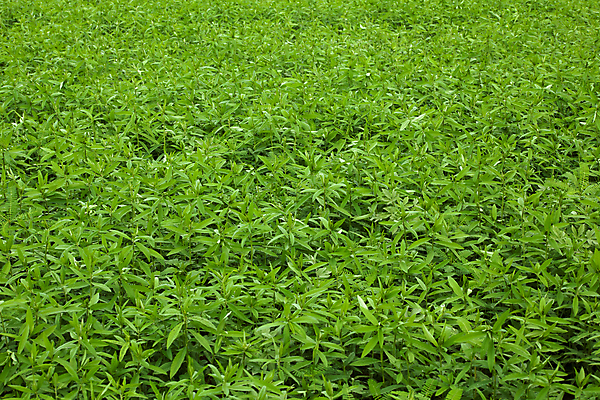 포토 JPG 해외이미지 식물 잎 농업 자연 사람없음 초록색 햇빛 농경지 환경 작음 내추럴 그리너리 해외202004 해외포토 산업 컬러 태양 농장 크기 생태계 파일형식 트랜드컬러 이미지허브