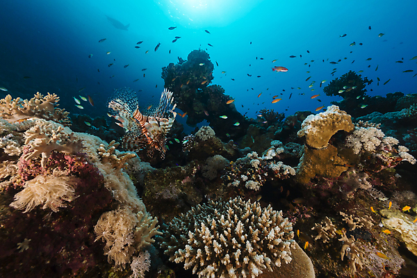 포토 JPG 해외이미지 식물 동물 모래 바다 백그라운드 자연 표면 어류 풍경 사람없음 물 파란색 컬러풀 햇빛 태양 바닷속 수중 광선 산호 아래 장면 암초 깊이 소금물 이국적 침몰 파라다이스 해외202004 해외포토 자연요소 컬러 수중동물 자포동물 방향 생태계 위치 파일형식 이미지허브