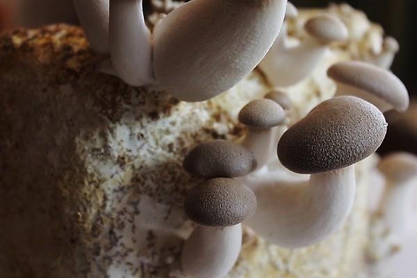 포토 JPG 해외이미지 자연 동양인 사람없음 중식 일본 중국 버섯 성장 내추럴 해외202004 해외포토 아시아 음식 인종 생태계 파일형식 이미지허브