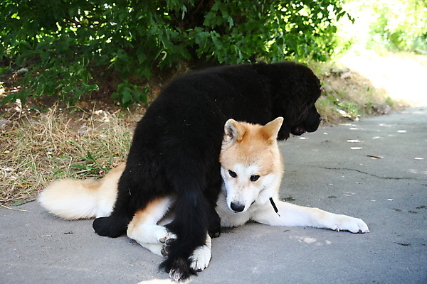 포토 JPG 해외이미지 동물 행복 얼굴 신체 놀이 사람없음 반려동물 일본 힘 자신감 개 강아지 위험 큼 근육질 고체 기르기 지능 힘찬 해외202004 해외포토 감정 아시아 컨셉 포유류 근육 신체부위 크기 몸매 돌봄 파일형식 이미지허브