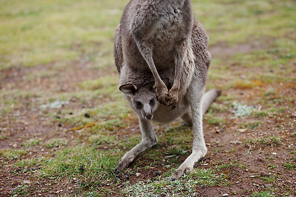 포토 JPG 해외이미지 동물 여자 야생동물 여행 2 포유류 가족 자연 엄마 털 서기 사람없음 회색 아기 황무지 호주 숲 모피 귀 캥거루 동물상 파우치 해외202004 해외포토 컬러 가방 관계 모션 사람 신체부위 조형물 오세아니아 생태계 파일형식 이미지허브
