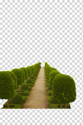 나무 식물 편집이미지 해외 공원 길 파타야 태국 풍경 사람없음 야외 농장 정원 산책로 원근감 조경 농녹빌리지 야자수잎 PNG 편집소스 공공시설 아시아 뷰포인트 잎 농업 파일형식