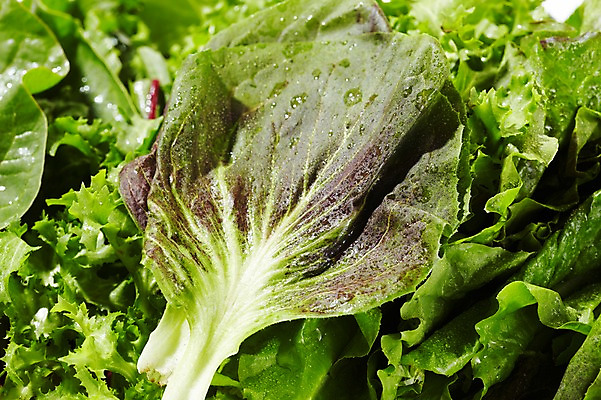 포토 JPG 스튜디오촬영 음식 백그라운드 채소 식재료 재료 실내 근접촬영 사람없음 아웃포커스 농작물 신선 풀 상추 다채 국내포토 식물 뷰포인트 농업 촬영기법 내부 파일형식