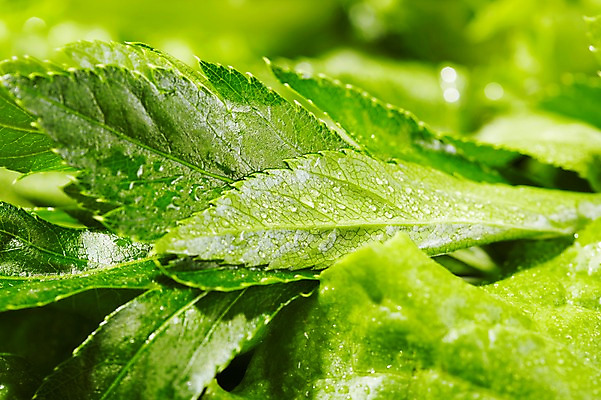 포토 JPG 스튜디오촬영 음식 백그라운드 채소 식재료 재료 실내 근접촬영 사람없음 아웃포커스 농작물 신선 풀 신선초 국내포토 식물 뷰포인트 농업 촬영기법 내부 파일형식