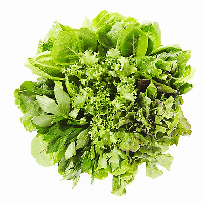 포토 JPG 스튜디오촬영 음식 채소 식재료 재료 실내 사람없음 농작물 신선 풀 상추 다채 신선초 치커리 국내포토 식물 농업 내부 파일형식