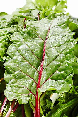 포토 JPG 스튜디오촬영 음식 잎 채소 식재료 재료 실내 근접촬영 사람없음 아웃포커스 농작물 신선 풀 국내포토 식물 뷰포인트 농업 촬영기법 내부 파일형식