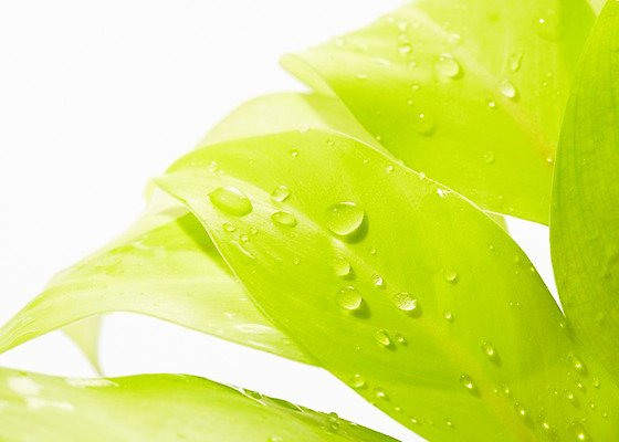 포토 JPG 스튜디오촬영 식물 백그라운드 잎 실내 근접촬영 사람없음 아웃포커스 물방울 신선 풀 국내포토 뷰포인트 촬영기법 내부 파일형식