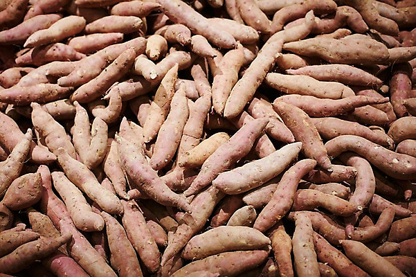 포토 JPG 스튜디오촬영 음식 백그라운드 채소 식재료 재료 실내 사람없음 농작물 쌓기 신선 고구마 국내포토 농업 모션 뿌리채소 내부 파일형식