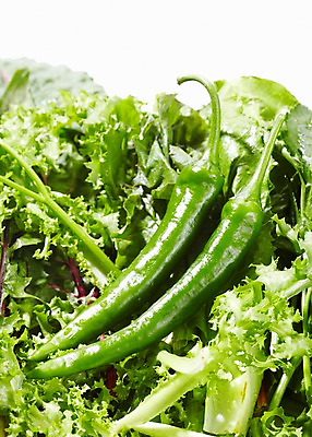 포토 JPG 스튜디오촬영 식물 음식 백그라운드 채소 식재료 재료 고추 실내 근접촬영 사람없음 아웃포커스 농작물 신선 풀 상추 청양고추 치커리 국내포토 뷰포인트 농업 촬영기법 내부 파일형식