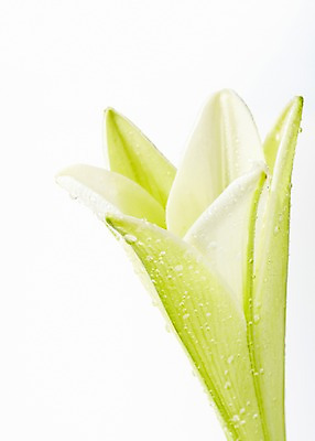 포토 JPG 스튜디오촬영 식물 꽃잎 꽃 컬러 한송이 실내 근접촬영 사람없음 흰색 물방울 신선 백합 국내포토 1 뷰포인트 내부 송이 파일형식