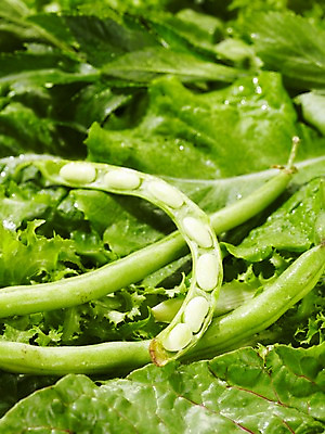 포토 JPG 스튜디오촬영 식물 음식 백그라운드 채소 식재료 재료 콩 실내 근접촬영 사람없음 아웃포커스 농작물 신선 풀 상추 그린빈 국내포토 뷰포인트 농업 곡류 촬영기법 내부 파일형식