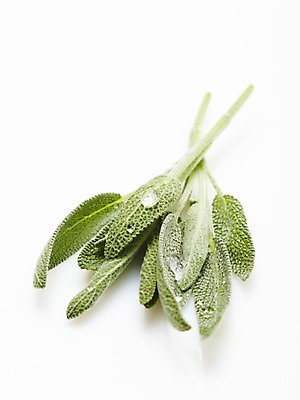 포토 JPG 스튜디오촬영 식물 잎 실내 누끼 근접촬영 사람없음 아웃포커스 농작물 물방울 신선 풀 세이지 국내포토 뷰포인트 농업 촬영기법 내부 파일형식