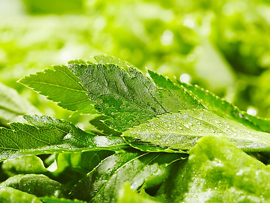 포토 JPG 스튜디오촬영 식물 백그라운드 잎 실내 근접촬영 사람없음 아웃포커스 농작물 신선 풀 신선초 국내포토 뷰포인트 농업 채소 촬영기법 내부 파일형식