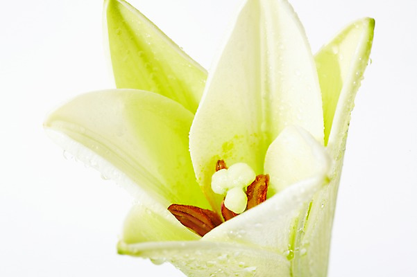 포토 JPG 스튜디오촬영 식물 꽃잎 꽃 컬러 한송이 실내 근접촬영 사람없음 흰색 물방울 신선 백합 국내포토 1 뷰포인트 내부 송이 파일형식