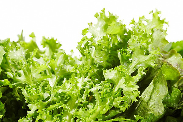 포토 JPG 스튜디오촬영 식물 음식 백그라운드 채소 식재료 재료 실내 근접촬영 사람없음 아웃포커스 농작물 신선 풀 치커리 국내포토 뷰포인트 농업 촬영기법 내부 파일형식