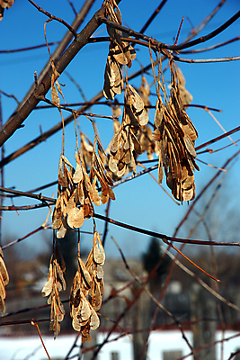 포토 JPG 해외이미지 나무 계절 공원 호수 단풍 잎 캐나다 오렌지 자국 자연 하늘 건조 씨앗 풍경 사람없음 초록색 가을 신선 숲 질감 북쪽 10월 전국 해외202004 해외포토 식물 공공시설 컬러 북아메리카 과일 날짜 방향 생태계 파일형식 이미지허브