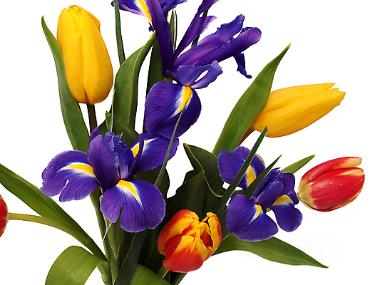 포토 JPG 해외이미지 식물 꽃잎 꽃 줄기 백그라운드 잎 꽃무늬 오렌지 자연 부활절 선물 사람없음 초록색 빛 컬러풀 노란색 우주 정원 꽃병 봄 튤립 벚꽃 흰색 축하 신선 4월 배열 양동이 수선화 붓꽃 내추럴 고립 해외202004 해외포토 계절 기념일 컬러 컨셉 무늬 과일 날짜 생태계 파일형식 이미지허브