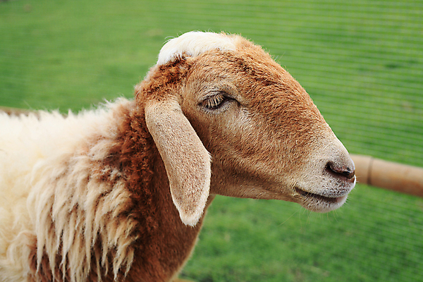 포토 JPG 해외이미지 동물 응시 아시아 얼굴 밭 농업 포유류 태국 자연 서기 사람없음 야외 농장 가축 흰색 시골 양 그룹 군중 귀 양고기 램 해외202004 해외포토 시선 나라 산업 컬러 모션 육류 사람 신체부위 생태계 파일형식 이미지허브