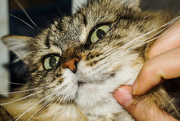 포토 JPG 해외이미지 동물 1 응시 여자 백그라운드 오렌지 장난 수염 털 실내 사람없음 일상 빨간색 반려동물 갈색 카메라 검은색 고양이 어둠 오픈 입 자르기 호기심 꼬리 솜털 생강 고립 유래 해외202004 해외포토 시선 감정 컬러 컨셉 채소 과일 포유류 모션 사람 내부 라이프 신체부위 전자제품 파일형식 이미지허브