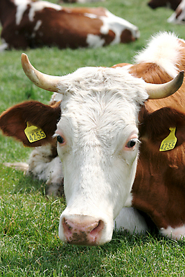 포토 JPG 해외이미지 동물 응시 얼굴 음식 밭 농업 비즈니스 뿔 육류 스테이크 풍경 사람없음 초록색 농장 갈색 머리 목장 흰색 시골 소 호기심 코 귀 노려봄 밭일 목가 해외202004 해외포토 시선 감정 산업 컬러 컨셉 식재료 포유류 서양음식 표정 신체부위 파일형식 이미지허브