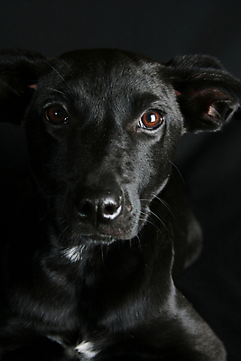 포토 JPG 해외이미지 동물 얼굴 포유류 자연 휴식 사람없음 반려동물 검은색 개 강아지 부드러움 송곳니 기르기 동반자 충고 해외202004 해외포토 컬러 컨셉 신체부위 감각 치아 생태계 돌봄 파일형식 이미지허브