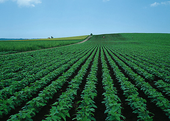포토 JPG 해외이미지 나무 식물 구름 계절 공원 도로 길 여행 백그라운드 밭 오렌지 자연 하늘 날씨 풍경 잔디 사람없음 야외 초록색 여름 빛 햇빛 태양 농장 노란색 평화 일출 환경 정원 맑음 일몰 흙 봄 안개 광선 흰색 시골 신선 떨어짐 숲 땅 언덕 장면 넘어짐 땅바닥 방법 생태학 수평선 해외202004 해외포토 자연요소 공공시설 교육 컬러 컨셉 농업 과일 교통시설 모션 바닥 노을 생태계 파일형식 이미지허브