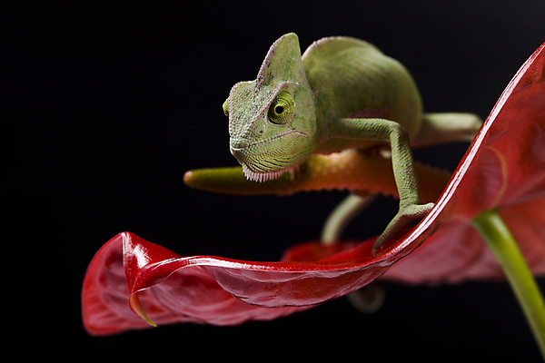 포토 JPG 해외이미지 식물 동물 여자 감정 잎 자연 사람없음 빨간색 초록색 여름 반려동물 컬러풀 검은색 어둠 성장 신선 대나무 도마뱀 심플 고립 이국적 카멜레온 해외202004 해외포토 나무 계절 컬러 파충류 사람 생태계 파일형식 이미지허브