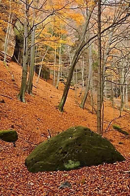 포토 JPG 해외이미지 나무 식물 계절 공원 도로 길 백그라운드 단풍 잎 오렌지 자연 아침 그림자 풍경 사람없음 야외 목재 빨간색 초록색 빛 컬러풀 햇빛 태양 노란색 평화 환경 안개 가을 나뭇가지 시골 황금 숲 9월 11월 10월 내추럴 해외202004 해외포토 주간 자연요소 공공시설 컬러 컨셉 과일 재료 교통시설 날씨 날짜 생태계 파일형식 이미지허브