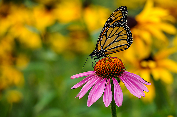 포토 JPG 해외이미지 식물 꽃잎 꽃 나비 곤충 캐나다 자연 건강 종류 사람없음 컬러풀 약 노란색 정원 보라색 벚꽃 벌레 허브 만족 꽃가루 꿀 내추럴 진짜 치료제 해외202004 해외포토 동물 감정 컬러 북아메리카 의학 가루 생태계 파일형식 이미지허브