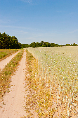 포토 JPG 해외이미지 식물 계절 음식 빵 줄기 밭 농업 자연 하늘 씨앗 풍경 사람없음 야외 초록색 여름 농작물 햇빛 태양 농장 농경지 맑음 수확 성장 시골 낟알 땅 시리얼 밀 장면 밀짚 폴란드 내추럴 밭일 호밀 해외202004 해외포토 자연요소 유럽 산업 컬러 날씨 곡류 짚 생태계 파일형식 이미지허브