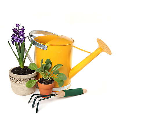 포토 JPG 해외이미지 식물 줄기 백그라운드 잎 농업 전구 자연 새로움 씨앗 사람없음 가로 초록색 여름 환경 보라색 흙 봄 물뿌리개 성장 흰색 도구 냄비 모종삽 시작 원예 먼지 점토 모종 심기 히아신스 해외202004 해외포토 계절 꽃 산업 컬러 컨셉 모션 취미 솥 삽 생태계 파일형식 이미지허브